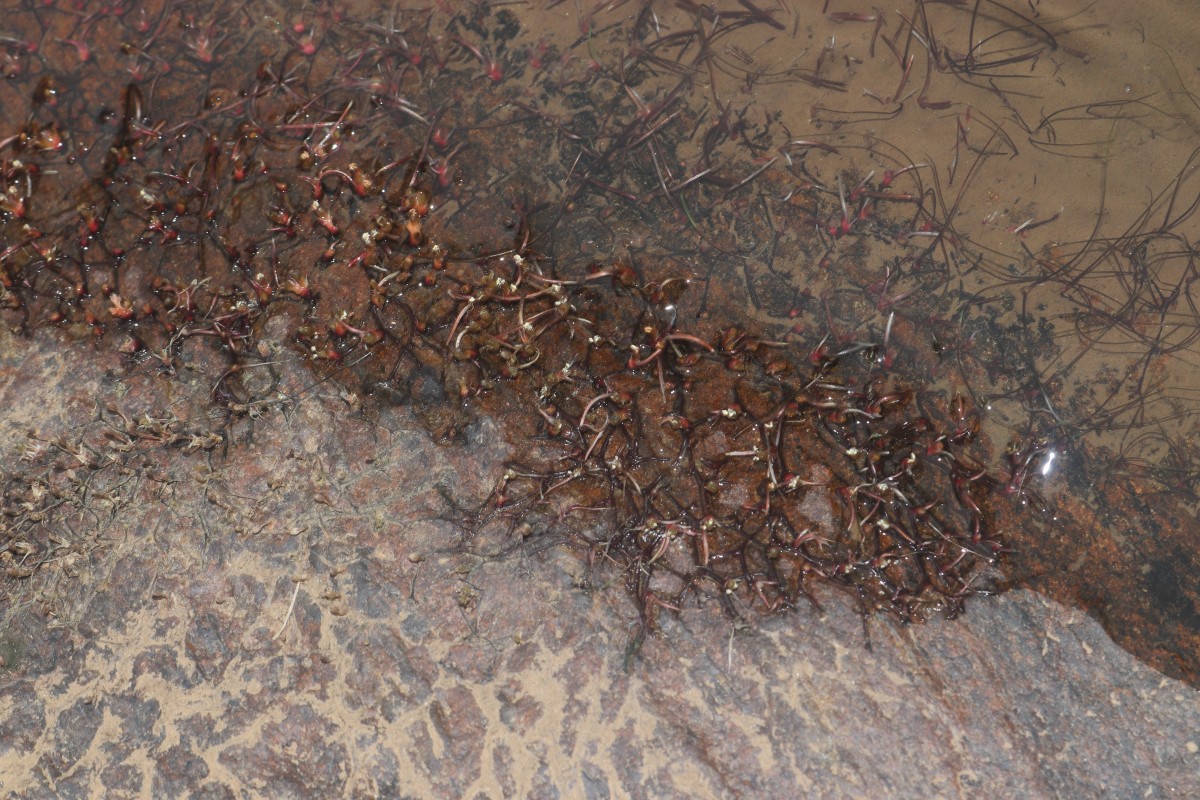 Zeylanidium subulatum (Gardner) C.Cusset